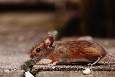 Как избавиться от мышей при помощи доступного средства — грызуны погибнут от одной порции. Никакой химии и ядов