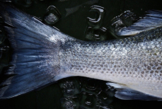 Можно ли есть кожу рыбы