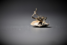 Это аптечное средство поможет истребить постельных клопов. Паразиты погибают за считанные минуты