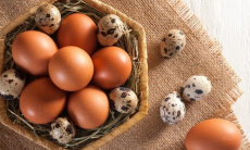 Какие яйца полезнее — куриные или перепелиные? 