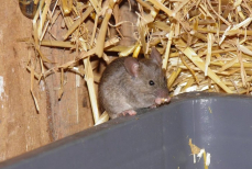 Смешайте вермишель с двумя простыми компонентами — и избавитесь от целого полчища мышей. Работает лучше покупных ядов