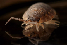 Одну ложку на ведро воды — клопы дохнут на месте, только успевай их сметать. Простейший способ, как избавиться от паразитов
