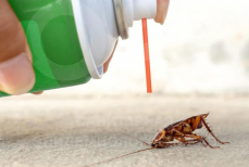 Что мгновенно убивает тараканов. Четыре лучших средства, чтобы опасные насекомые исчезли навсегда