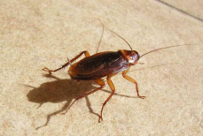 Чем мыть полы, чтобы не было тараканов