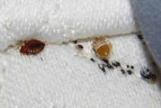 Посыпьте это средство там, где заметили клопов, — и искорените их «под корень». Оно высушит и убьет вредителей