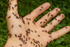 Муравьи достали, но в холодильнике нашелся «убийца» насекомых. Раскидали кожуру — гады сразу разбежались