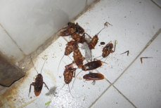 Ни один не уйдет. Как узнать, что в доме есть тараканы и где именно их ловить