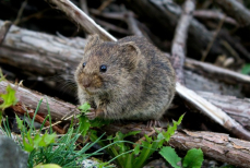 Круче пеноплекса — мыши и крысы не грызут эти утеплители. Названы материалы которые будут как новые и через 20 лет