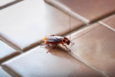 Закиньте лист этого растения под холодильник — ни одного таракана больше не увидите. Настоящее спасение для дома