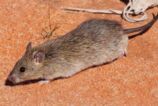 Крыс в доме больше не будет никогда — раскрыты оригинальные способы борьбы с вредителями