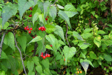 Эту ягоду считают деликатесом, а она одна из самых вредных — едим сами, еще и детям даем