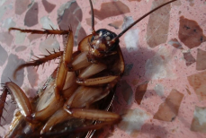 Полчища тараканов полягут лапками вверх и отправятся на помойку — поможет отрава из простых компонентов