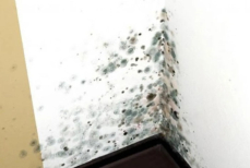 Плесень со стен исчезнет на глазах — нужно лишь одно копеечное средство