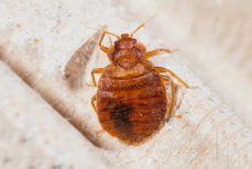 Как навсегда прогнать клопов из дома — понадобится лишь один раствор. Готовится за пять минут