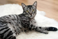 Наносим на ламинат — и запах кошачьей мочи сразу исчезает. Для «воскрешения» пола понадобится особый раствор