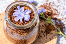 Какой цикорий на самом деле самый полезный