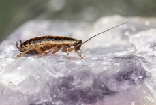Просто положите этот фрукт, и тараканы перестанут вас мучать навсегда. Убегут, роняя крошки