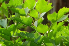 Обязательная часть мужского рациона — работает как естественный афродизиак. Вот о какой траве идет речь