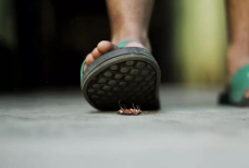 Тараканы мрут полчищами. Осталось собрать в совок и на помойку — этот овощ избавит от противных усачей