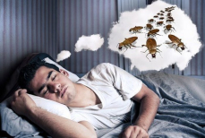 К чему снятся тараканы? Толкование по различным сонникам