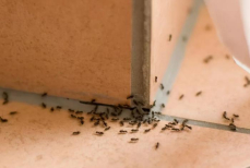 В доме появились муравьи. Как их вывести с помощью копеечной приманки — погибнут все до единого и без дихлофоса