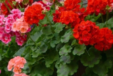 Одна ложка на один литр — и герань не остановить. Выпускает бутоны круглый год — утонула в пышных шапках цветов