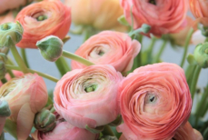 Выглядит как роза, но растет без проблем — что это за удивительный цветок