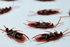 Четыре лучших средства от тараканов — эти копеечные методы остановят их нашествие