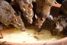 Мыши и крысы исчезнут навсегда. Нужно только держать рядом эти четыре растения