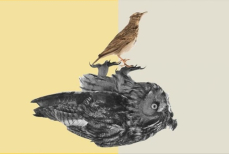 Кому лучше и счастливее живется — «совам» или «жаворонкам»