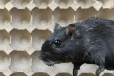 Не мусор, а истребитель мышей и крыс. Взяли этот «продукт» — и избавили все хозяйство от грызунов