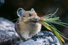 Эти растения отпугнут мышей и крыс от вашего дома и сада — их ароматы для грызунов невыносимы