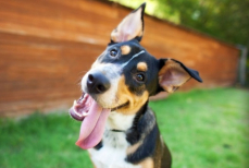 Ветеринары удивили простым способом поговорить с собакой