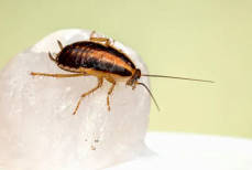 Как за один день избавиться от тараканов? Вот что их испугает — быстро убегут из квартиры