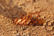 Тараканы разбегутся без оглядки. Ядерное средство отобьет у гадов желание наносить вам визиты — «убийца» насекомых