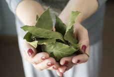 Зачем класть лавровый лист в стиральную машину