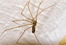 Вот почему вы никогда не должны убивать комнатных пауков