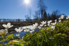 Чем казахстанцев порадует весна 2025