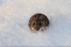 Разложите носки по углам — мыши выскочат из дома даже зимой. Мощный отпугиватель грызунов от народных умельцев