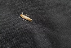 Спастись от моли можно. Всего одно растение решит проблемы с мерзким насекомым — забудет к вам дорогу раз и навсегда