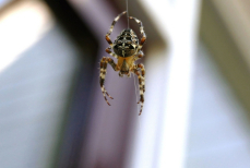 Все пауки сбегут из дома, если посадить это растение — они боятся его как огня