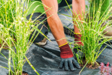 Сорняки «исчезнут навсегда» — садовод поделился хитрым, но простым секретом