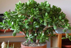 Почему дома нельзя держать денежное дерево