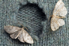 Моли в шкафу больше не увидите — раскрыт «бабушкин» лайфхак, который действует безотказно