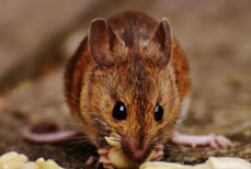 Разложили по дому ветки этого дерева — и мыши удирают сломя голову. Лучше любых ловушек