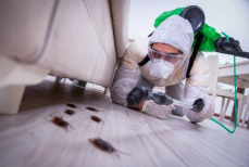 Тараканы больше не вернутся — «секретное оружие» против насекомых 