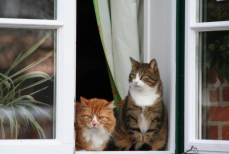 Заблестят как бриллианты под солнцем. Копеечное средство для мытья окон — ни разводов, ни пыли