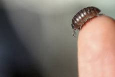 Мокрицы в ванной — откуда берутся и как от них быстро избавиться