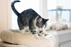 Кошка топчет вас лапками,что это означает — и почему она себя так ведет