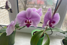 Орхидея мечтает об этом в марте. Один стакан отвара — и даже сухая ветка «воскреснет»